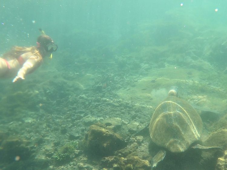 turtle snorkle