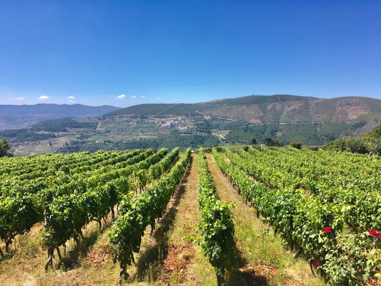 portugal vineyards