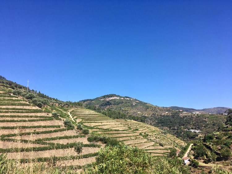 portugal vineyards