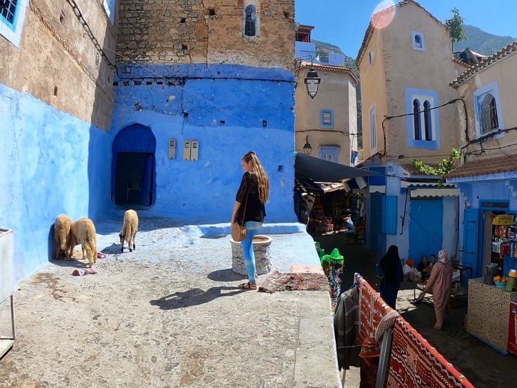 chefchaouen sheep