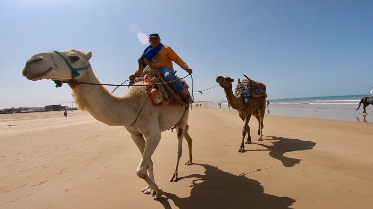 essaouira beach camels