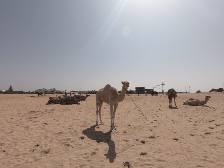 essaouira