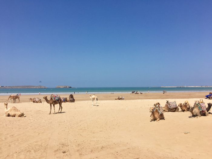 essaouira camels