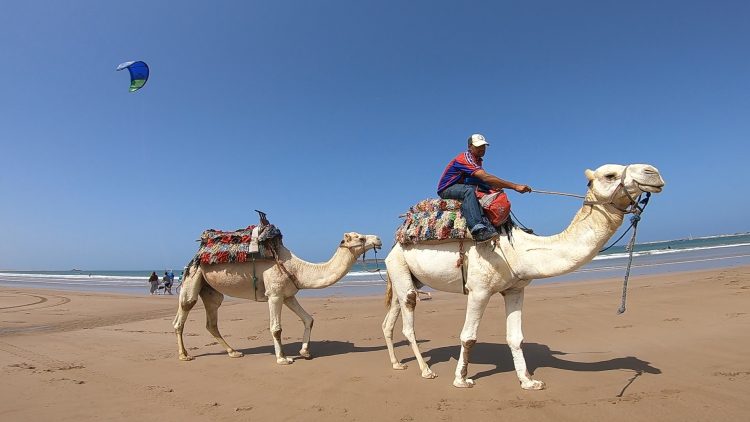 essaouira camels beach