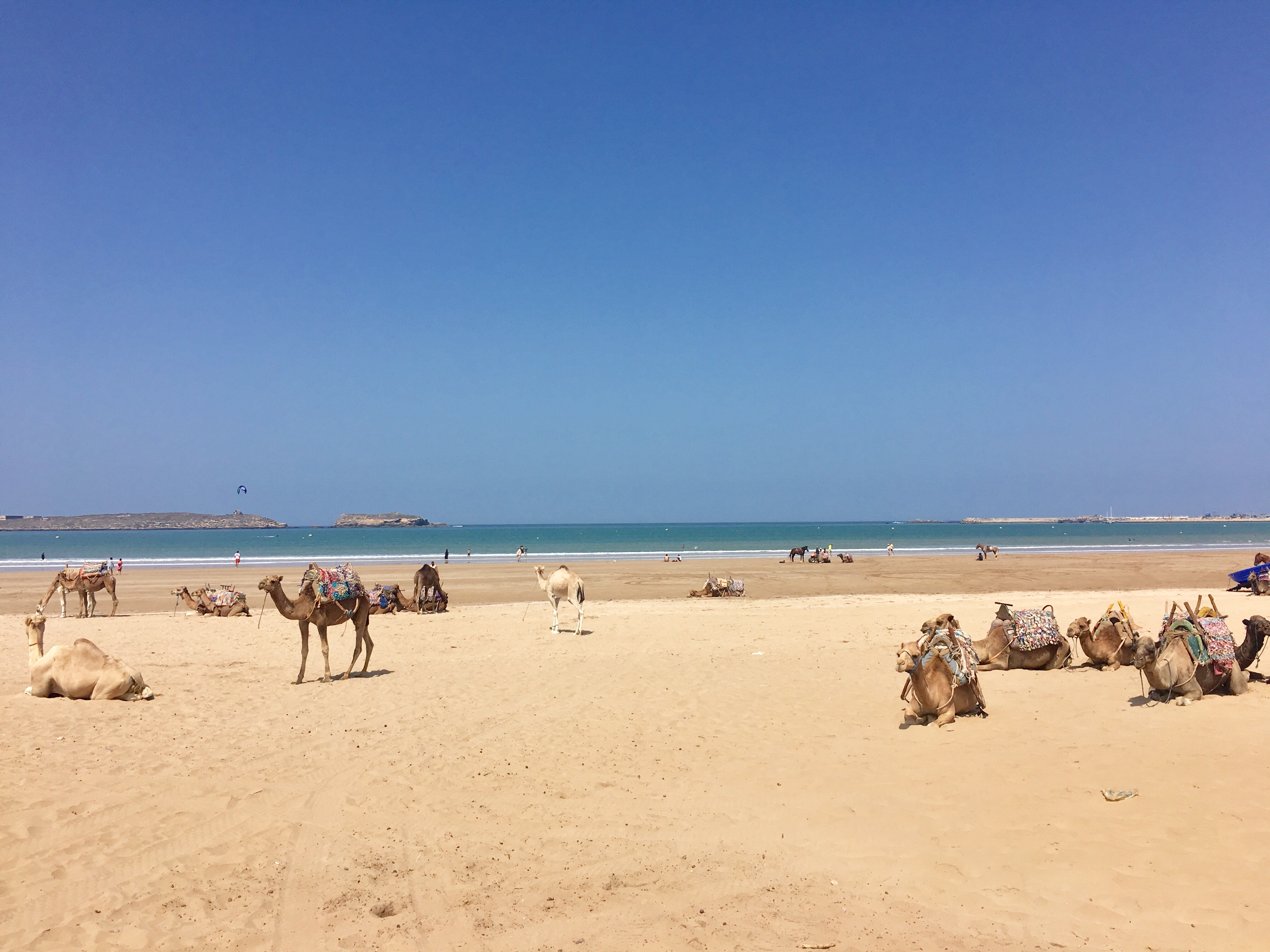 https://www.gypsysols.com/wp-content/uploads/2018/12/essaouira-camels.jpg?utm_source=chatgpt.com