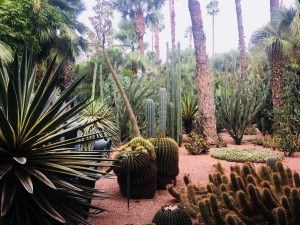 garden cactus
