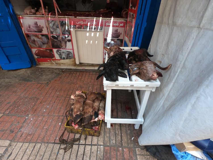 goat heads essaouira