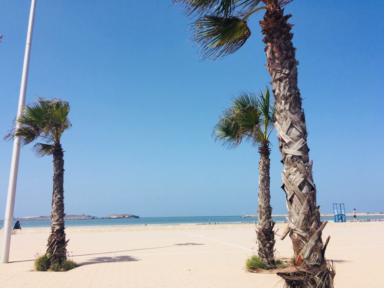 morocco palm trees