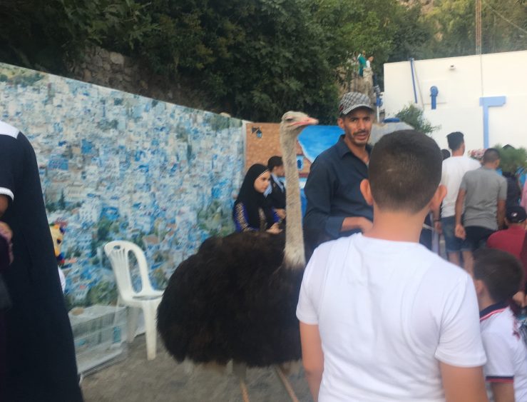 ostrich chefchaouen