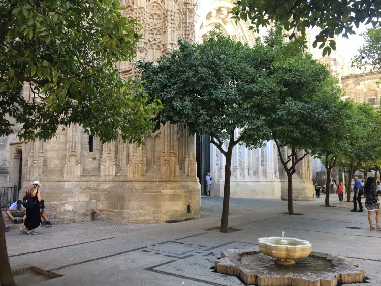 sevilla orange trees