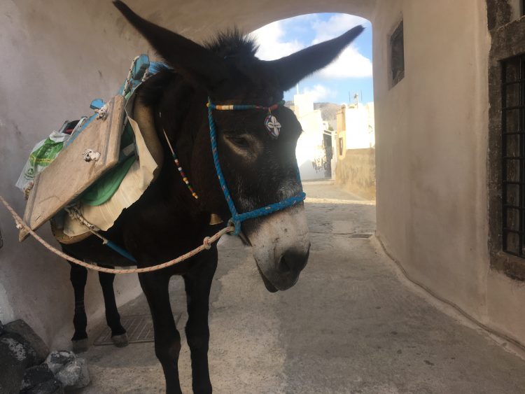 Pyrgos Kallistis donkey