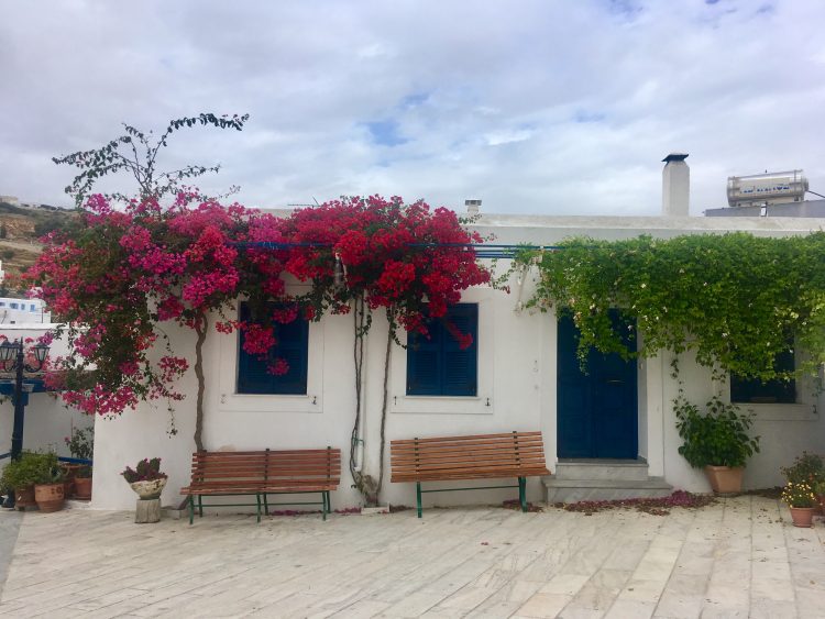 flowers Lefkes paros