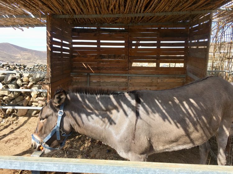 horse in mykonos