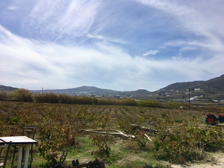 mykonos winery