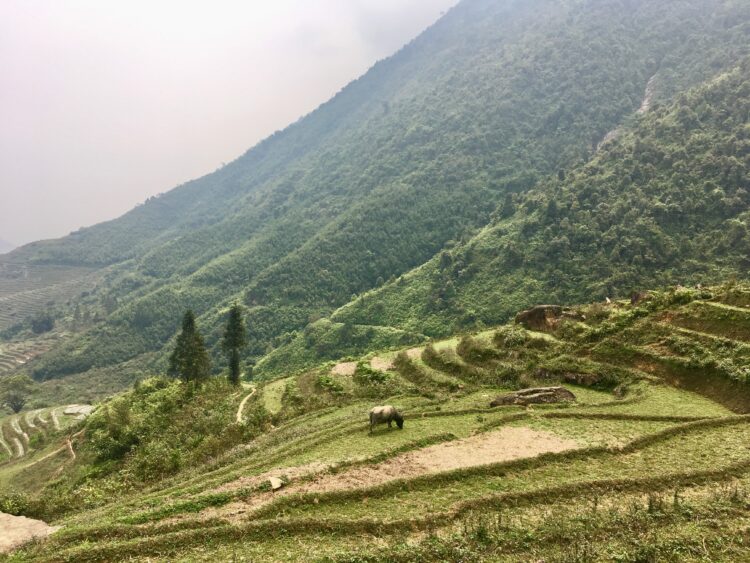 Trekking and Homestays in Sapa, Vietnam