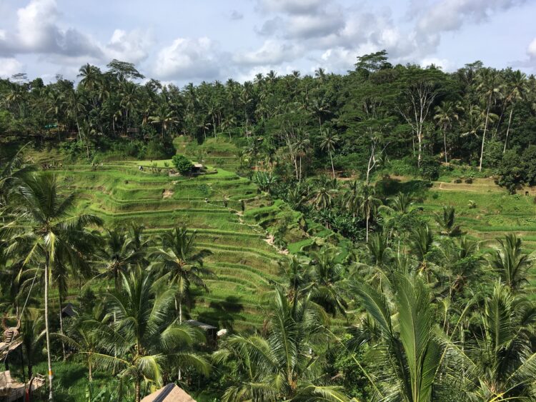 7 Must-Dos in Ubud, Bali