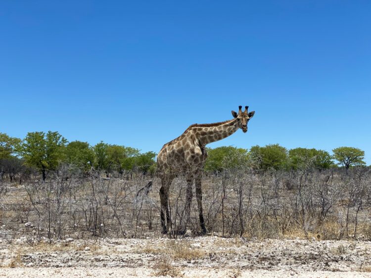 African Safari with a Toddler